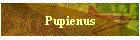 Pupienus