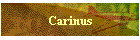 Carinus