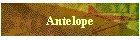 Antelope