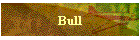 Bull