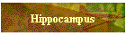 Hippocampus