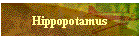 Hippopotamus