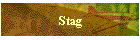 Stag
