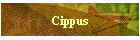Cippus